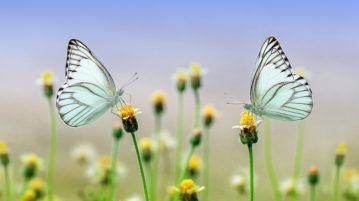 life butterfly nantygreens