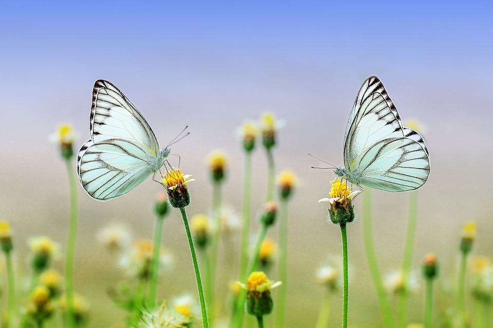 life butterfly nantygreens