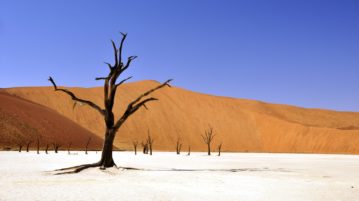 tortured-tree-desert