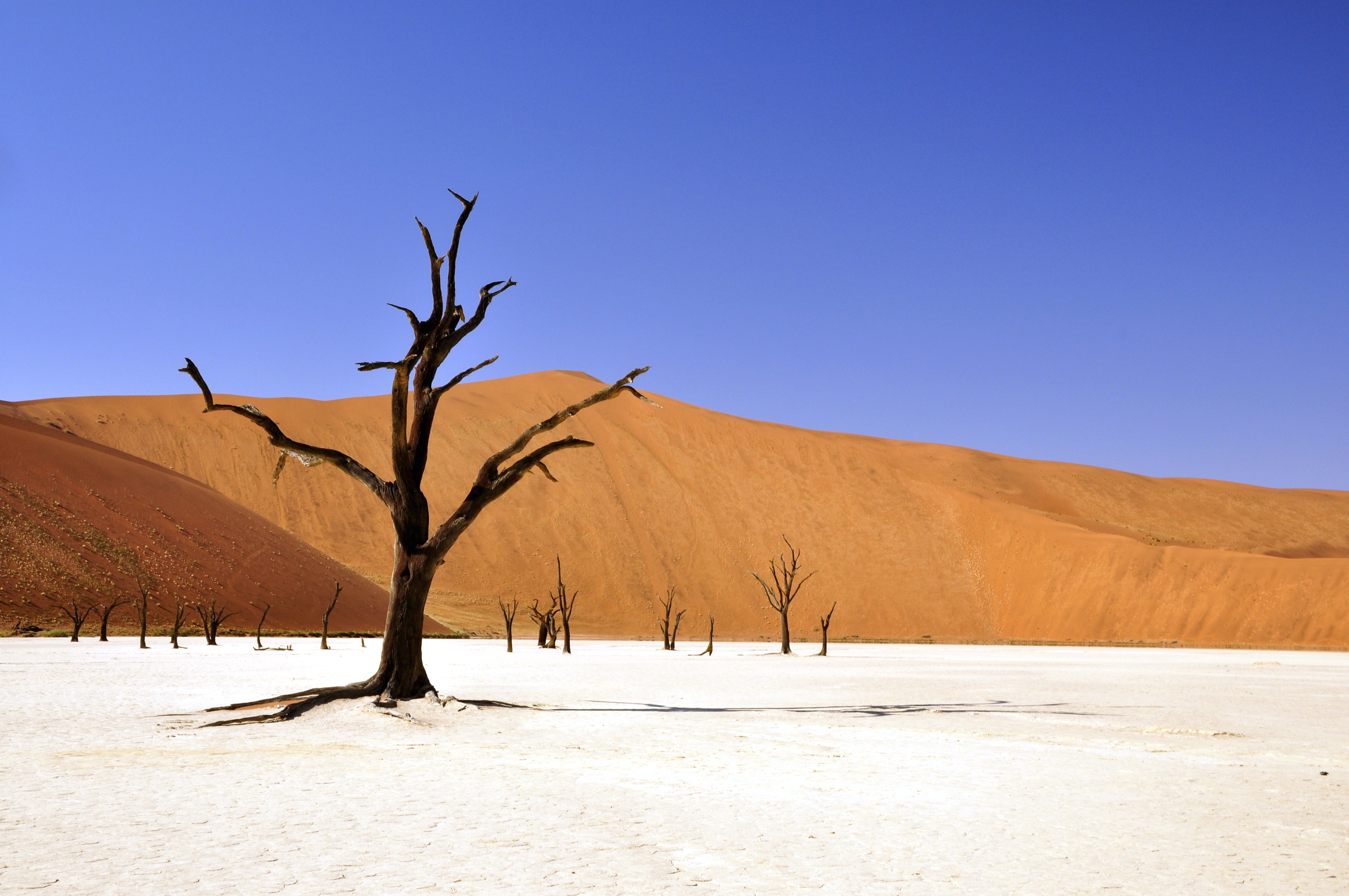 tortured-tree-desert