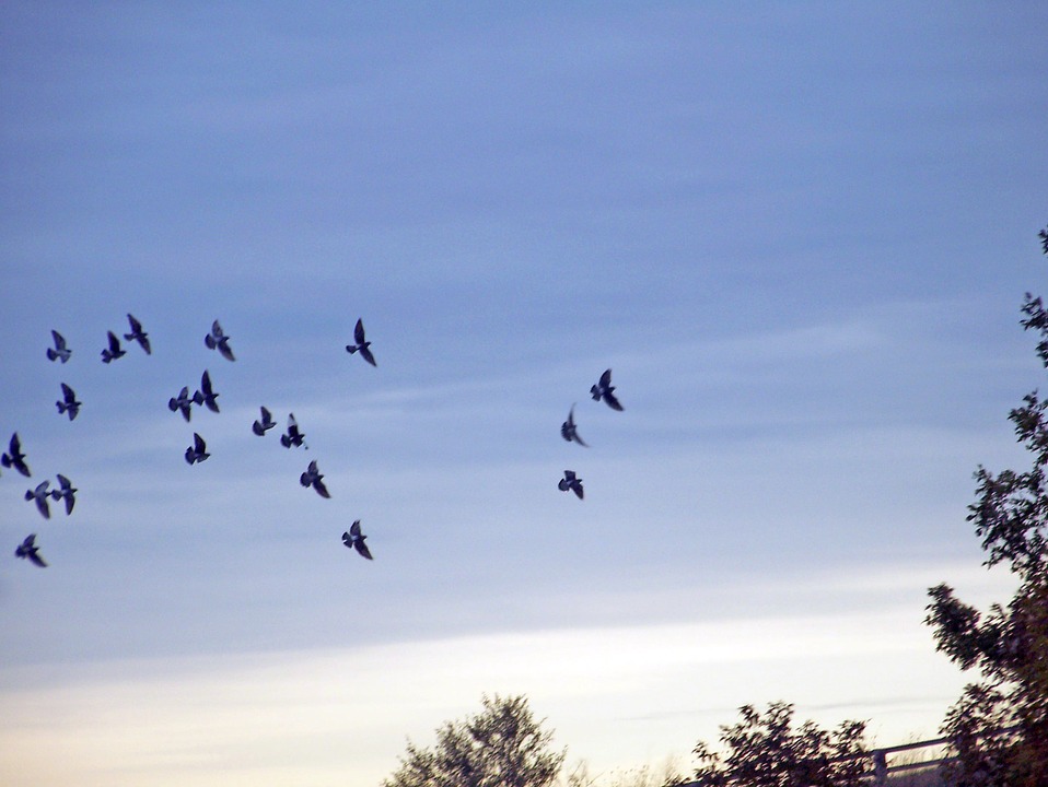 Freedom - Birds flying free