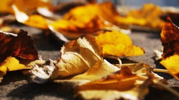 bare - leaves dry orange