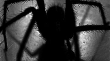 Darkness spider bugs spooky