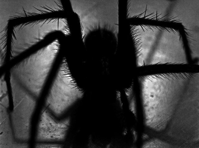 Darkness spider bugs spooky