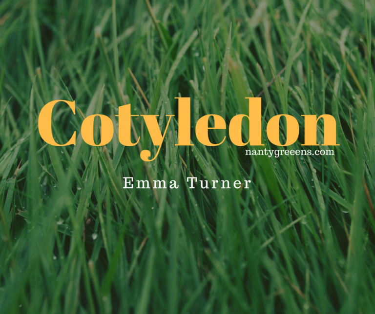 cotyledon emma turner